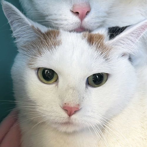 picture of the cat needing adoption