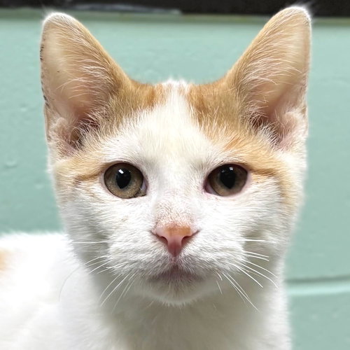 picture of the cat needing adoption
