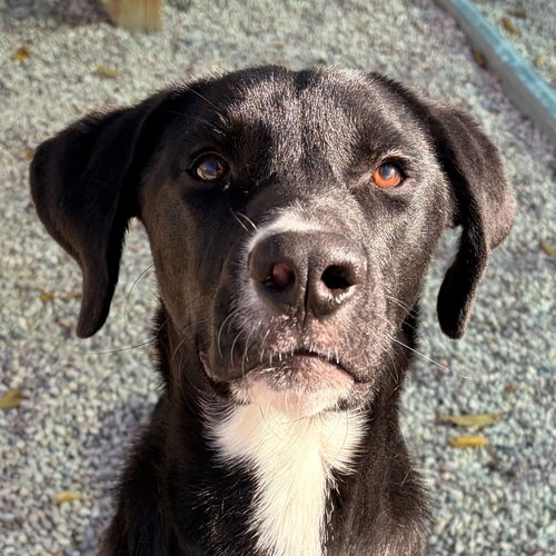 picture of the dog needing adoption