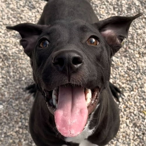 picture of the dog needing adoption