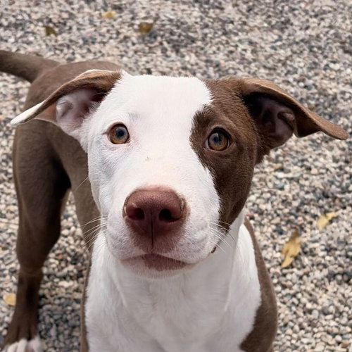 picture of the dog needing adoption