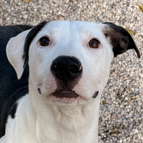 picture of the dog needing adoption