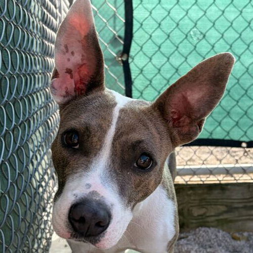 picture of the dog needing adoption