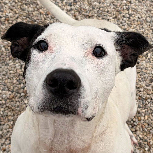 picture of the dog needing adoption