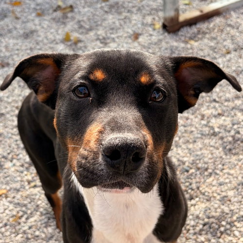 JUNIE B - Terrier available for adoption