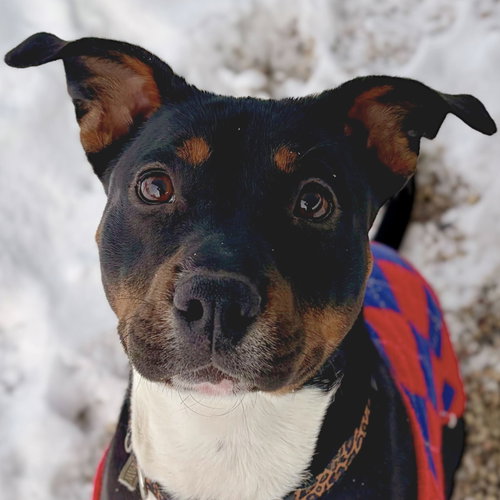 JUNIE B - Terrier available for adoption