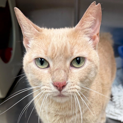 picture of the cat needing adoption