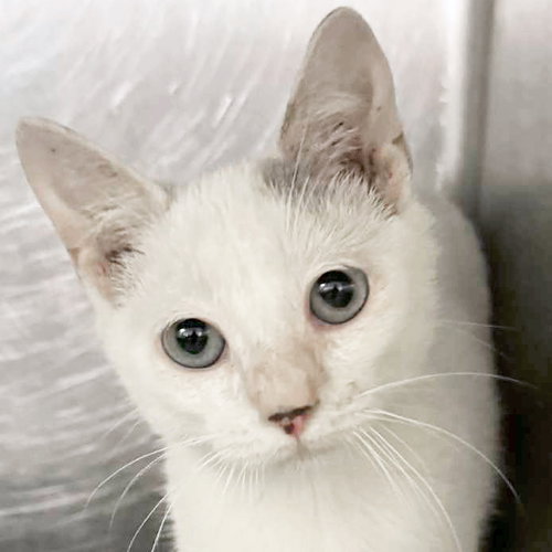 picture of the cat needing adoption