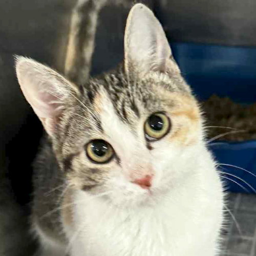 picture of the cat needing adoption