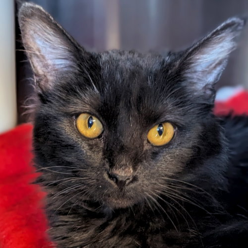 REVERIE - Domestic Medium Hair available for adoption