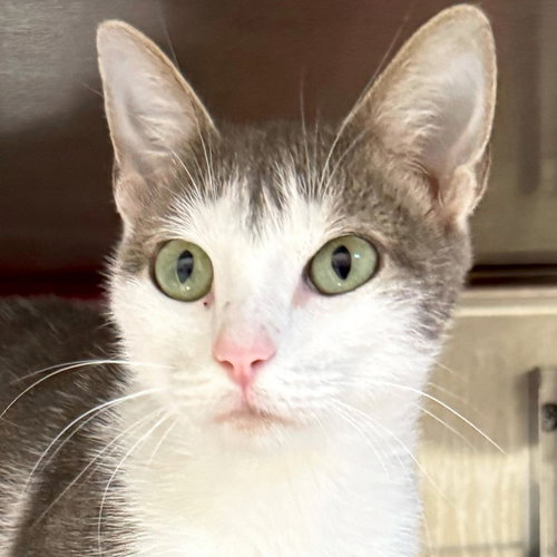 picture of the cat needing adoption