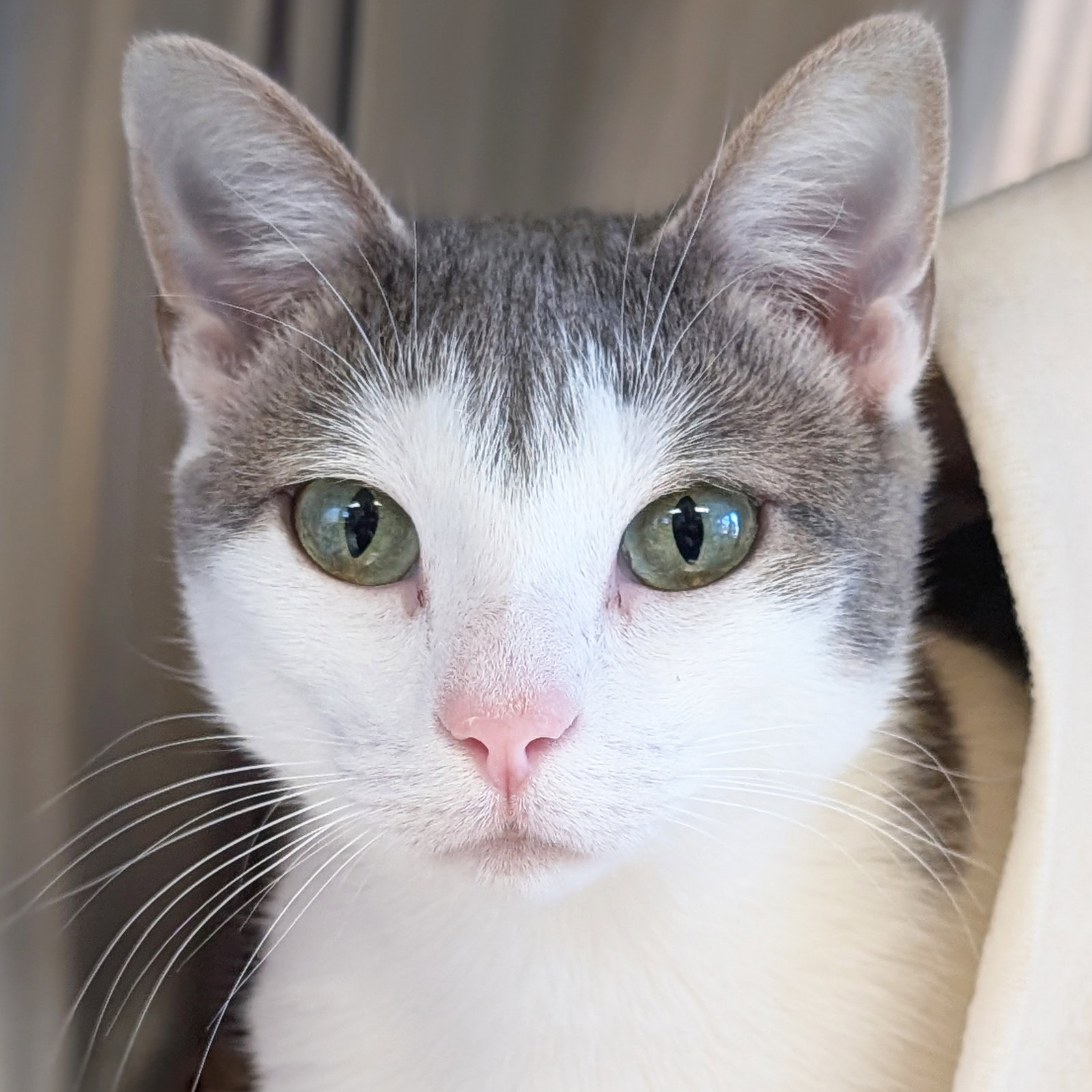 Spaghetti - Name Your Own Adoption Fee! Image
