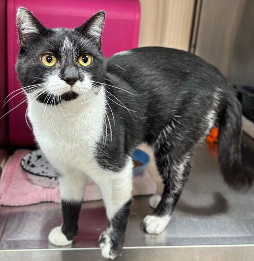 PONTIAC - Domestic Short Hair available for adoption