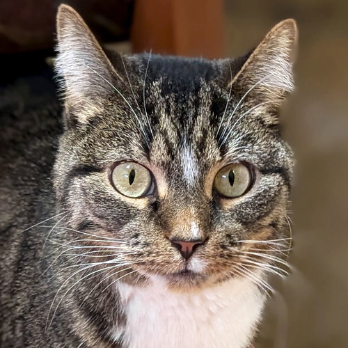 HOLLY - NAME YOUR OWN ADOPTION FEE! - Domestic Short Hair available for adoption
