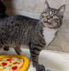 Holly - Name Your Own Adoption Fee! - Photo 2