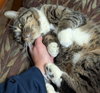 Holly - Name Your Own Adoption Fee! - Photo 3