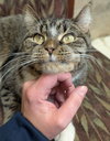 Holly - Name Your Own Adoption Fee! - Photo 4
