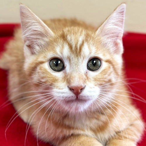 picture of the cat needing adoption