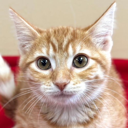 picture of the cat needing adoption