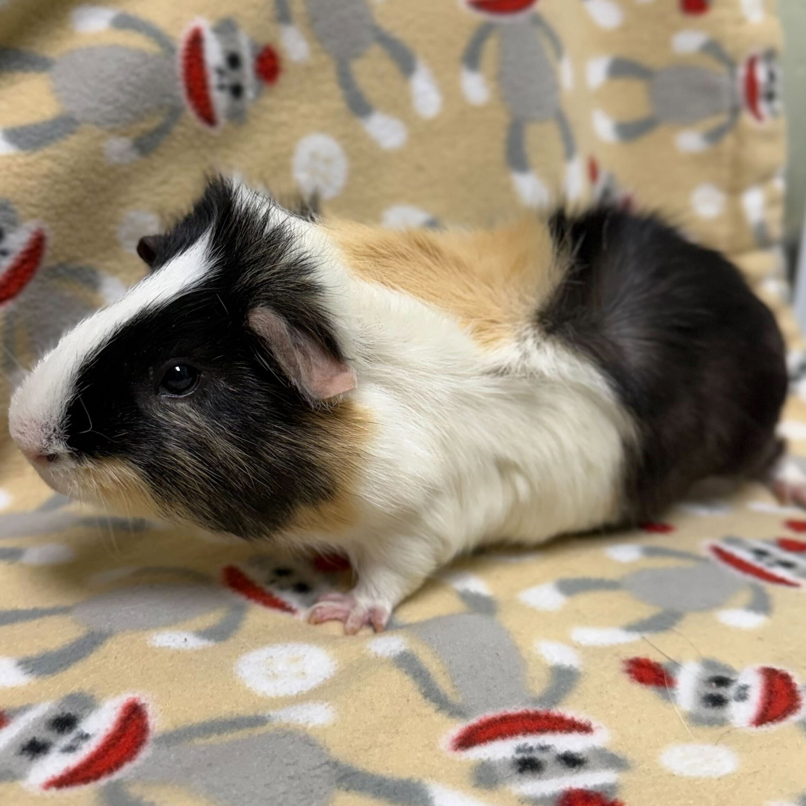 Oreo Image