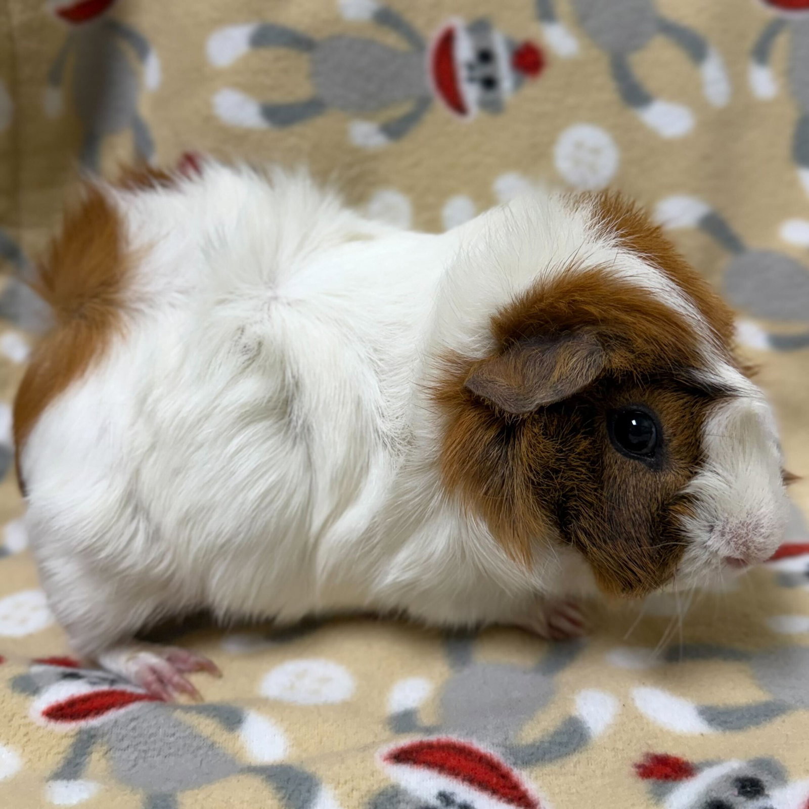 Squeakers Image