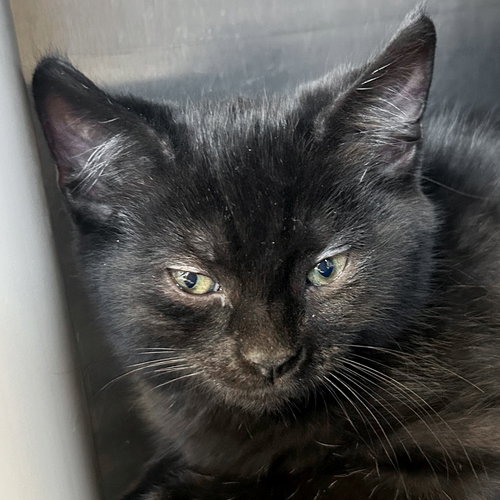picture of the cat needing adoption