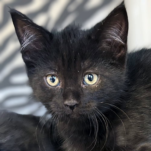 picture of the cat needing adoption