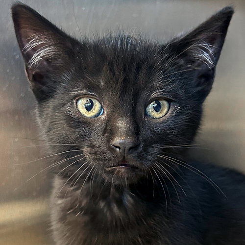 picture of the cat needing adoption