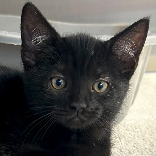 picture of the cat needing adoption