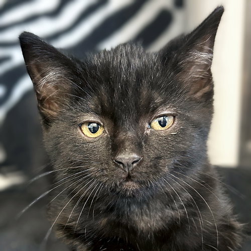 picture of the cat needing adoption