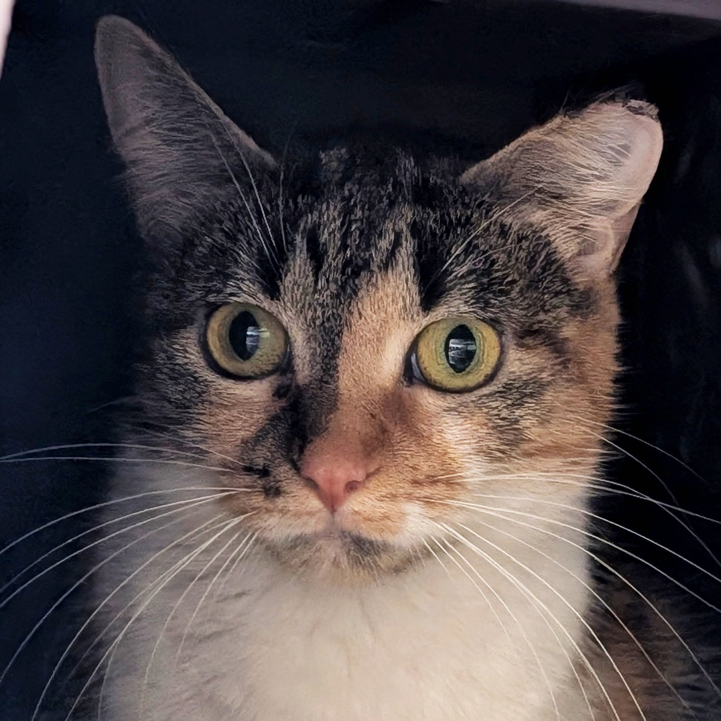 Star - Working Cat! Image