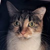 Star - Working Cat! - Photo 1