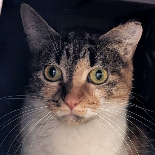 STAR - WORKING CAT! - Domestic Short Hair available for adoption