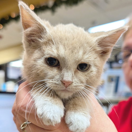 JINGLE - Domestic Short Hair available for adoption