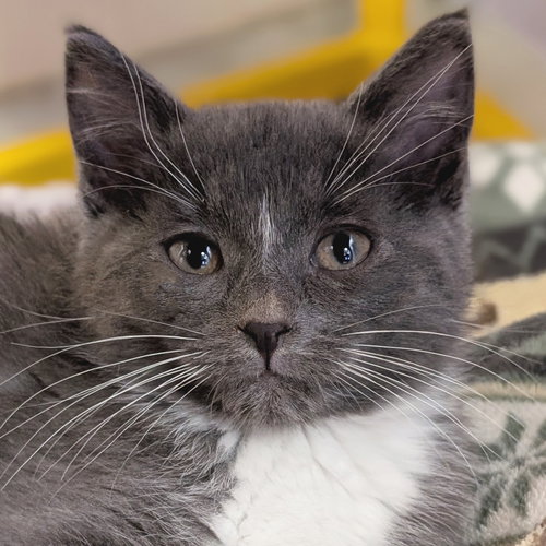 PEPPERMINT - Domestic Short Hair available for adoption