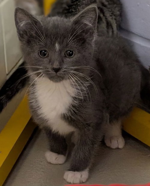 PEPPERMINT - Domestic Short Hair available for adoption