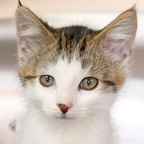 ROCKY ROAD - Domestic Short Hair available for adoption