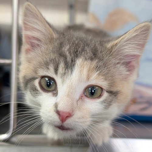 COOKIE DOUGH - Domestic Short Hair available for adoption