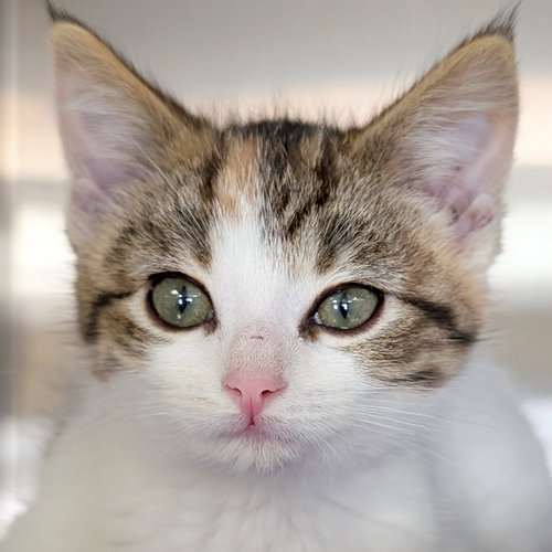 NEAPOLITAN - Domestic Short Hair available for adoption