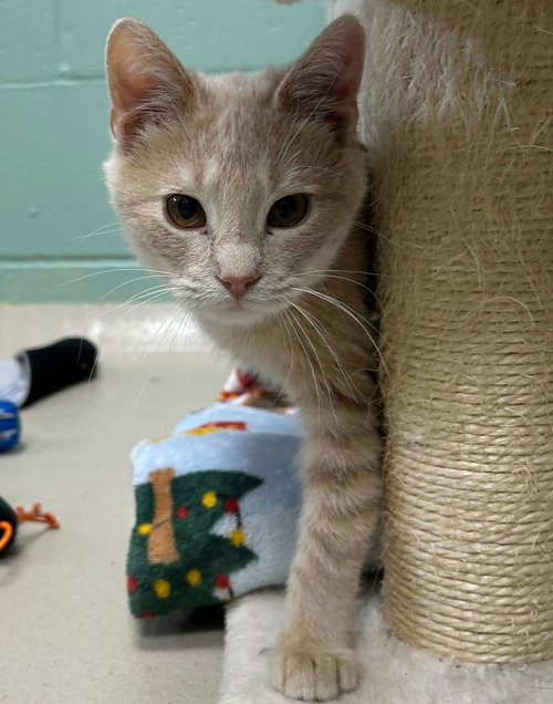 PEACH - Domestic Short Hair available for adoption