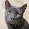 Chrome - Name Your Own Adoption Fee! - Photo 1
