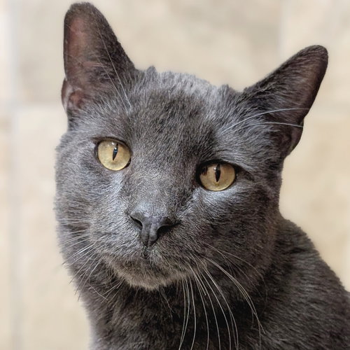 CHROME - NAME YOUR OWN ADOPTION FEE! - Domestic Short Hair available for adoption