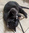 Chrome - Name Your Own Adoption Fee! - Photo 2