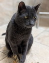 Chrome - Name Your Own Adoption Fee! - Photo 3