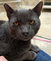 Chrome - Name Your Own Adoption Fee! - Photo 4
