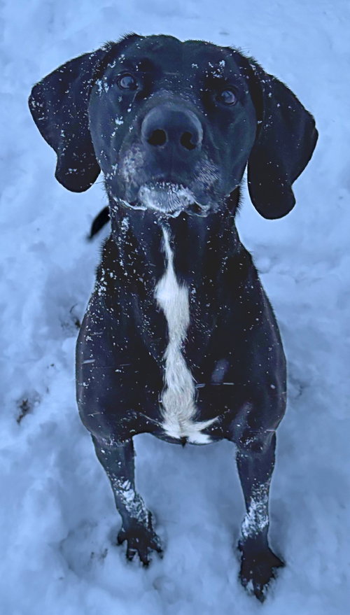 BUCKY - NAME YOUR OWN ADOPTION FEE! - Labrador Retriever available for adoption