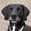 Bucky - Name Your Own Adoption Fee! - Photo 1