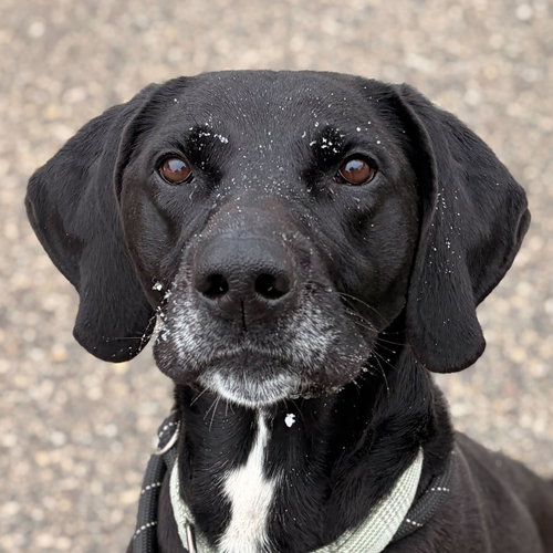 BUCKY - NAME YOUR OWN ADOPTION FEE! - Labrador Retriever available for adoption