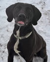 Bucky - Name Your Own Adoption Fee! - Photo 3