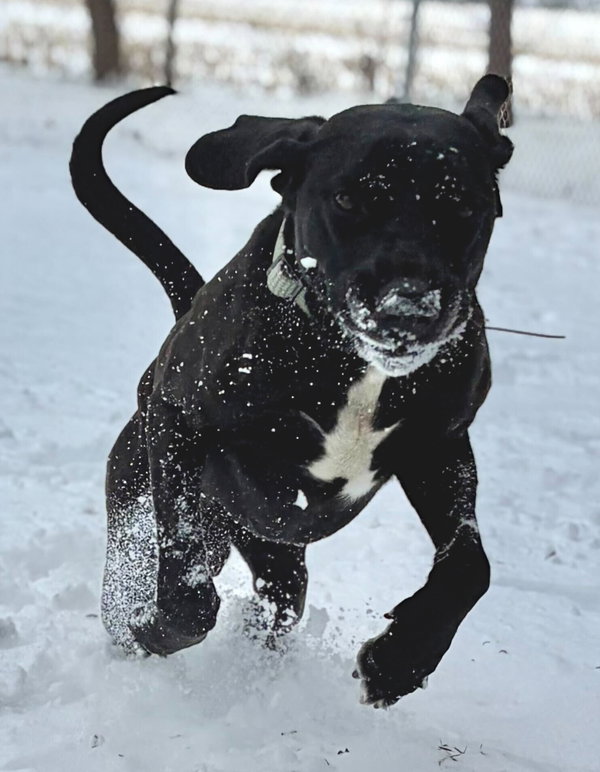 Bucky - Name Your Own Adoption Fee!